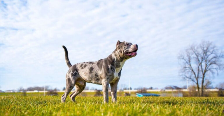 12 Unique And Gorgeous Pit Bull Colors