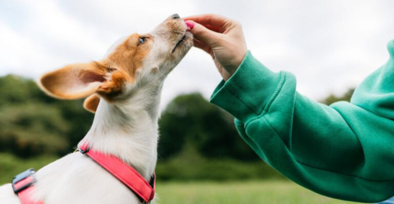 12 Ways To Create A Good Daily Routine For Your Dog
