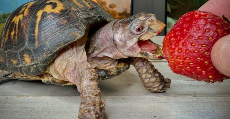 12 Ways Turtles Survive Without Teeth