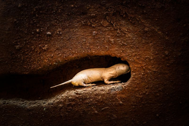 Living Underground in Darkness