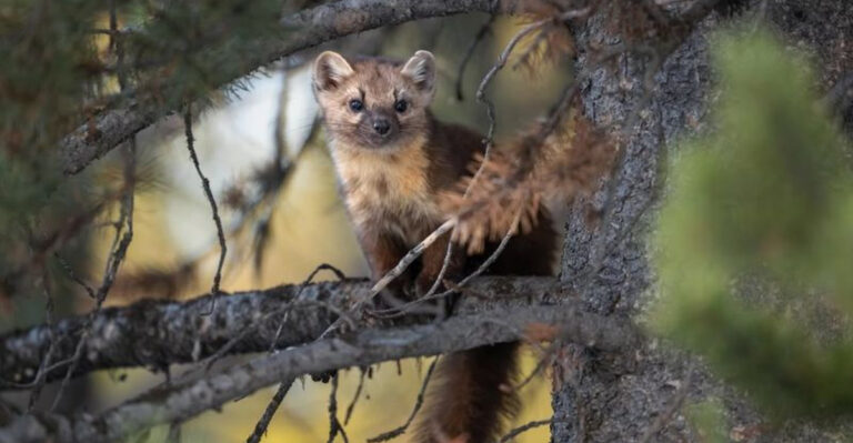 13 Animals Quietly Vanishing From American Forests