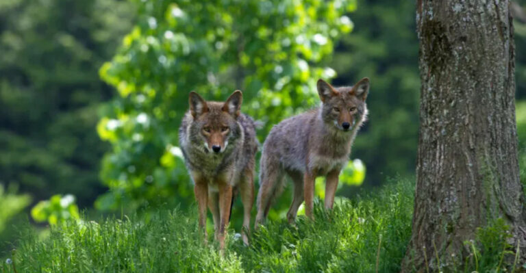 13 Animals That Even Bears Tend To Avoid