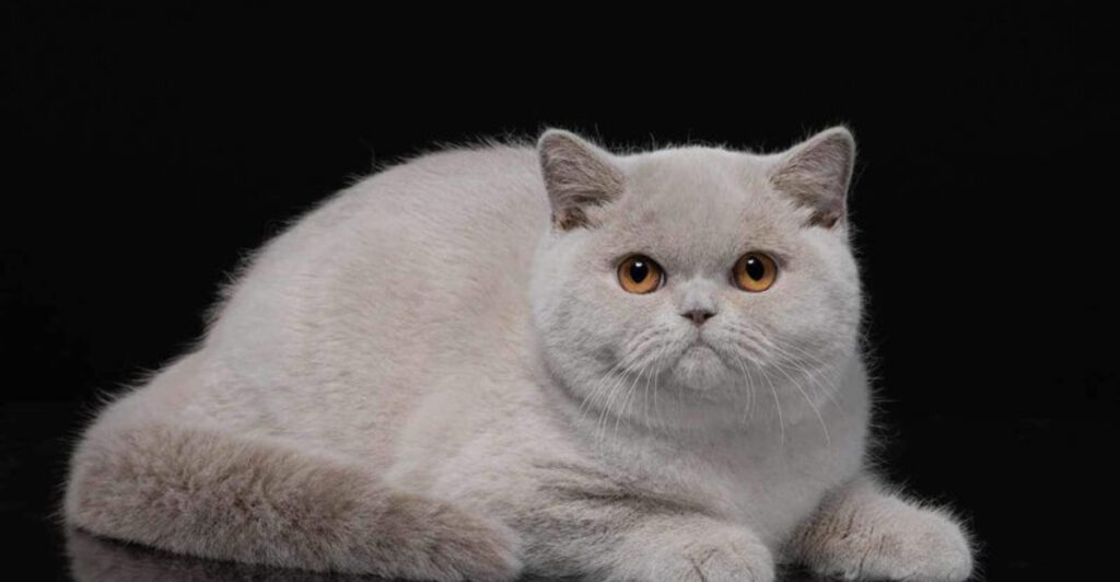 13 Beautiful Colors Of The British Shorthair