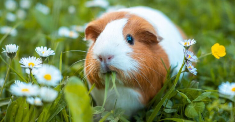 13 Benefits Of Owning A Guinea Pig