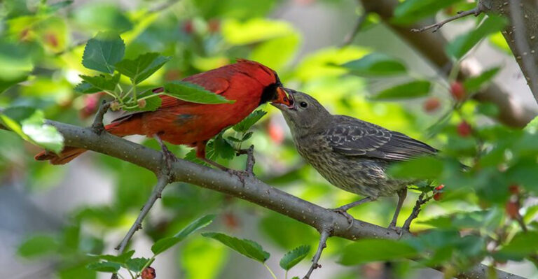 13 Birds That Accidentally (Or Willingly) Raise Other Chicks