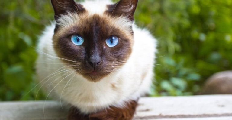 13 Cat Breeds That Act Like They’ve Known You In A Past Life