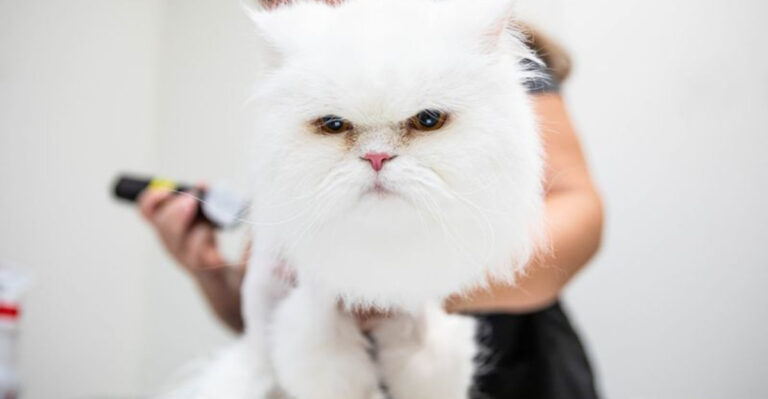 13 Cat Breeds That Visit Grooming Salons Most Often