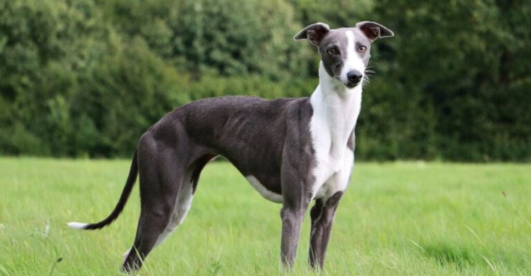 13 Dog Breeds That Have More Cat-Like Traits Than You Think