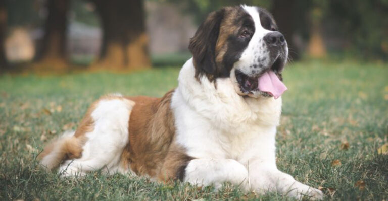 13 Dog Breeds That Went From Working Roles To Beloved Family Pets