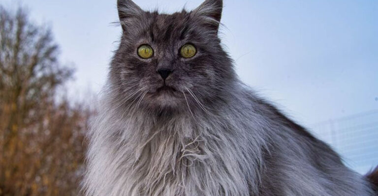 13 Enchanting Colors Of The Elegant Turkish Angora