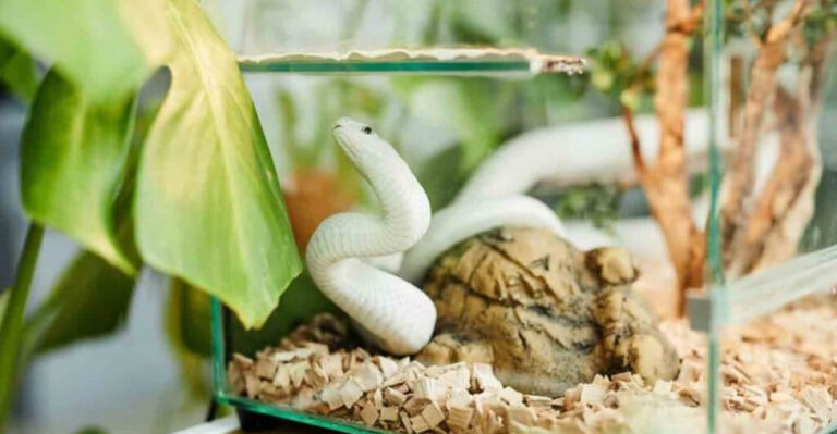 13 Essential Tips For Caring For Newborn Snakes After Hatching
