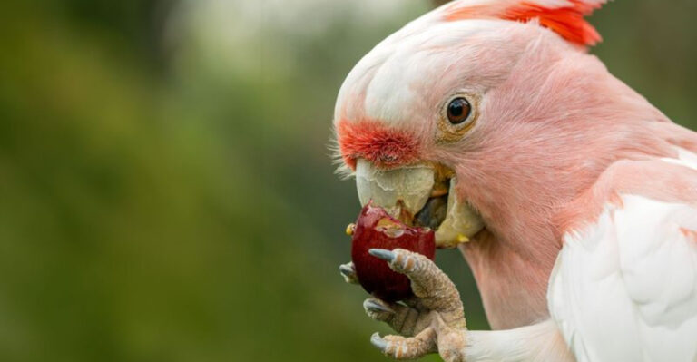 13 Everyday Foods That Are Harmful To Birds