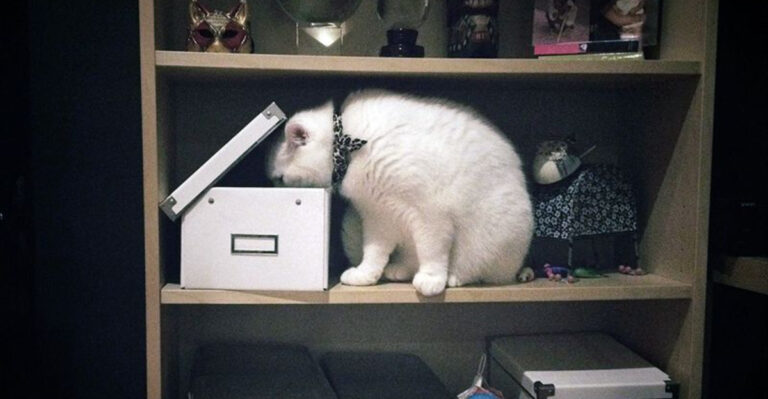 13 Everyday Household Items That Are Dangerous For Your Cat