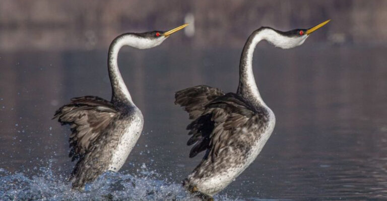 13 Fascinating Creatures That Communicate Through Dance