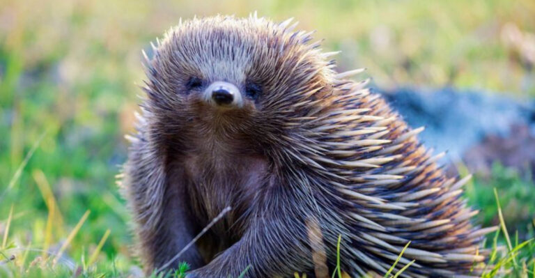 13 Fascinating Facts About The Sluggish Echidna: The Slow-Moving Survivor