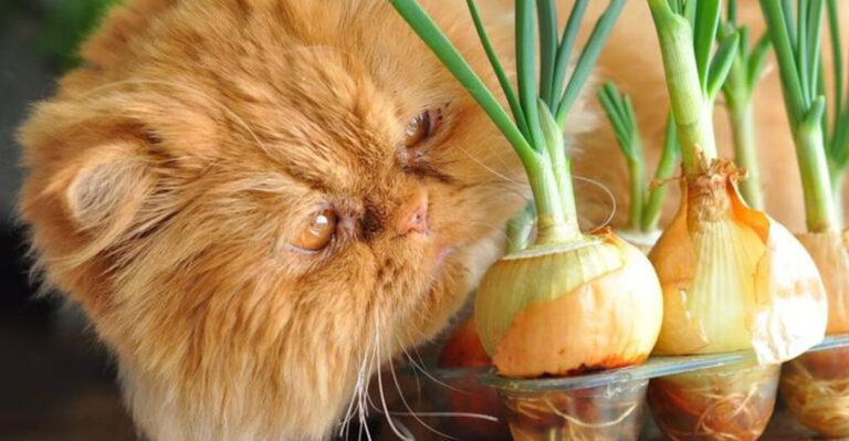 13 Foods You Should Never Give To Your Cat