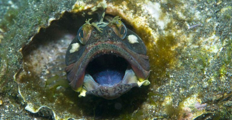 13 Freaky Facts About The Sarcastic Fringehead, The Weirdest Face In The Sea