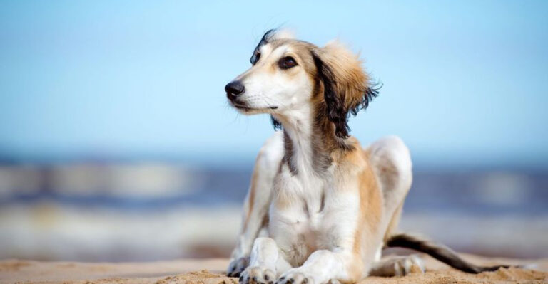 13 Friendly-Looking Dogs You Shouldn’t Approach (And 4 Who Really Want To Be Your Friend)