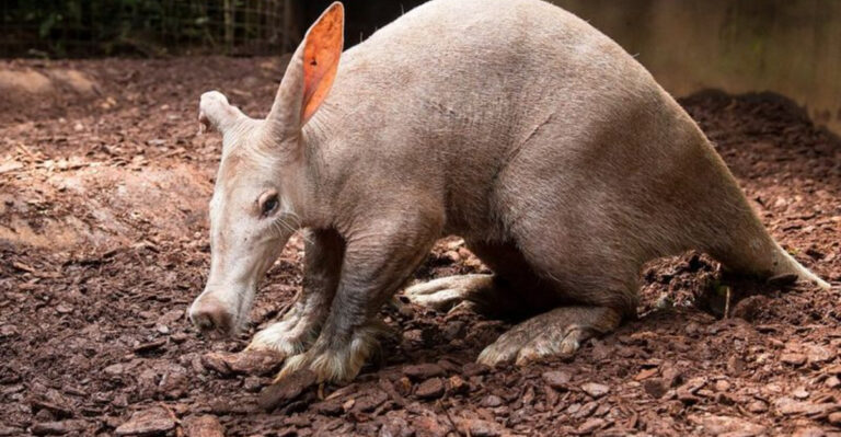 13 Fun Facts About The Solitary Aardvark