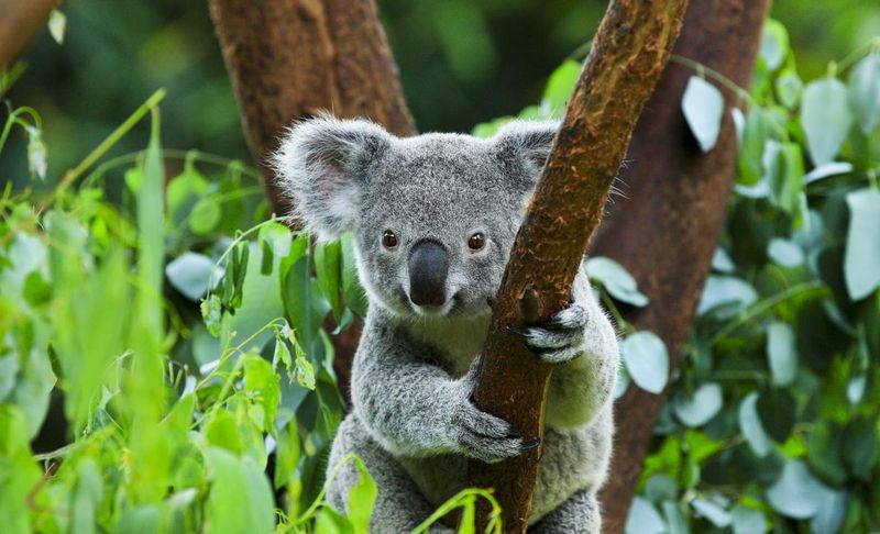 First Koala Sightings