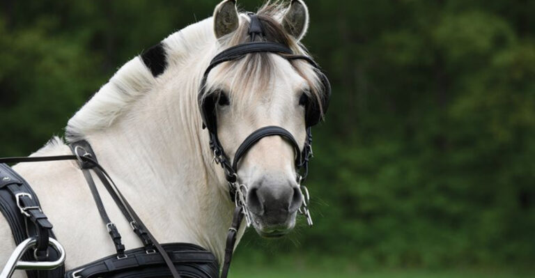 13 Horse Breeds That Stand Out For More Than Just Their Looks