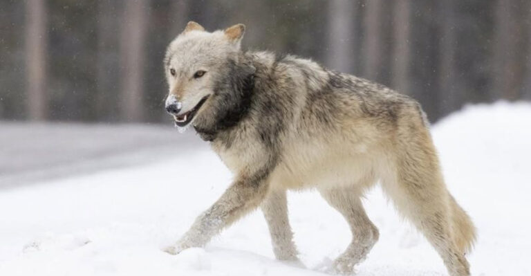 13 Incredible Animals That Defied Extinction
