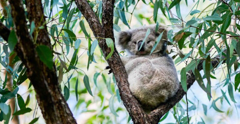 13 Koala Myths You Should Stop Believing This National Wild Koala Day