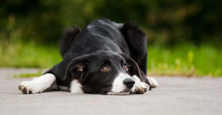 13 Mental Health Struggles In Animals You Never Knew About