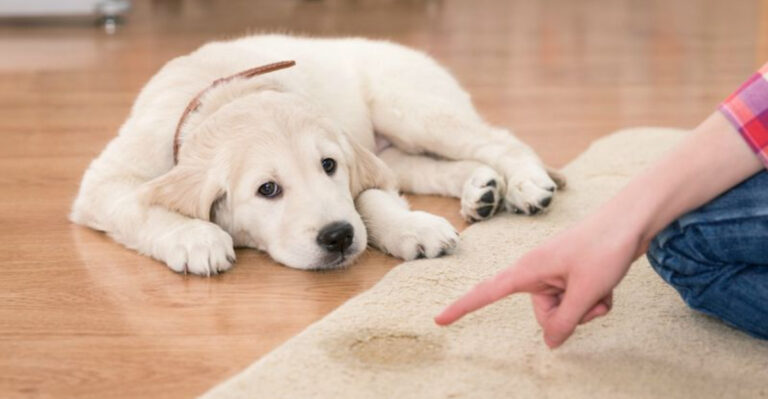 13 Mistakes That Sabotage Your Puppy’s Potty Training Progress