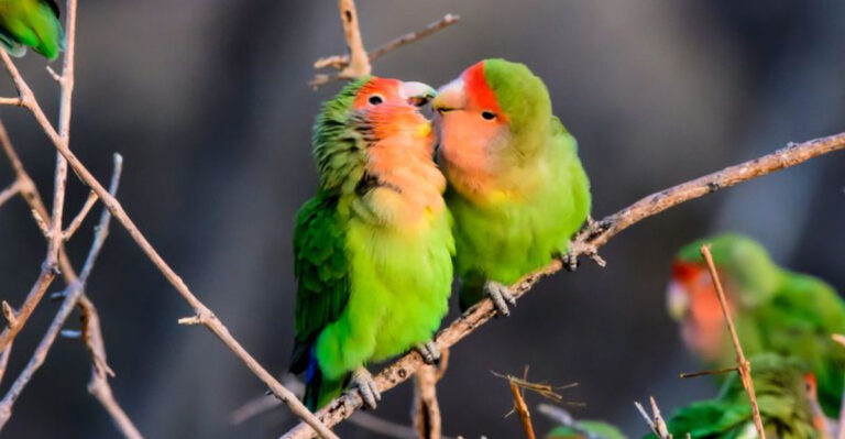 13 Pet Birds That Demand More Attention Than A Dog