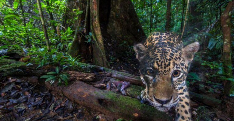 13 Places On Earth Where Humans Are Basically Prey