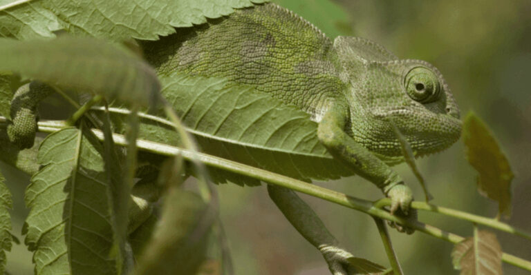 13 Reasons Chameleons Are The Most Incredible Masters Of Camouflage