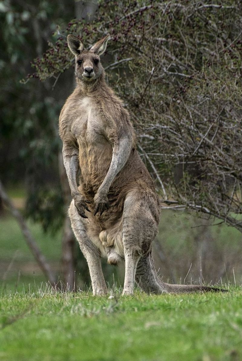 Legs Of Steel
