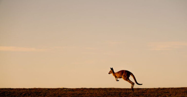 13 Reasons Kangaroos Are The Most Incredible Hoppers In The Animal Kingdom