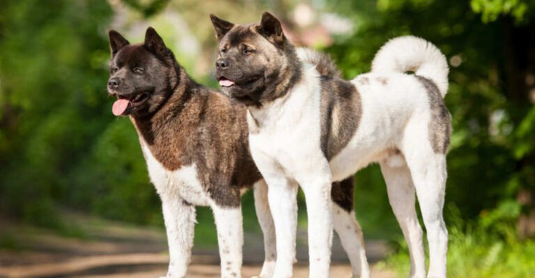 13 Reasons People Choose The American Akita Over The Japanese Breed