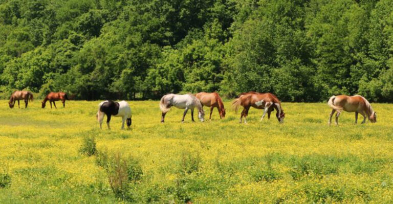 13 Reasons Why Horses Need Wide-Open Spaces To Thrive