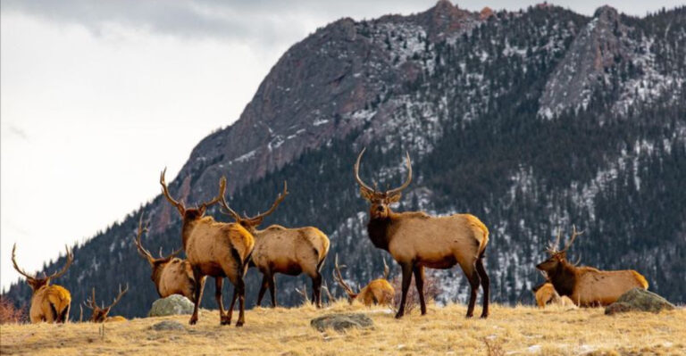 13 Regions In North America Where Elk Herds Are Thriving Again