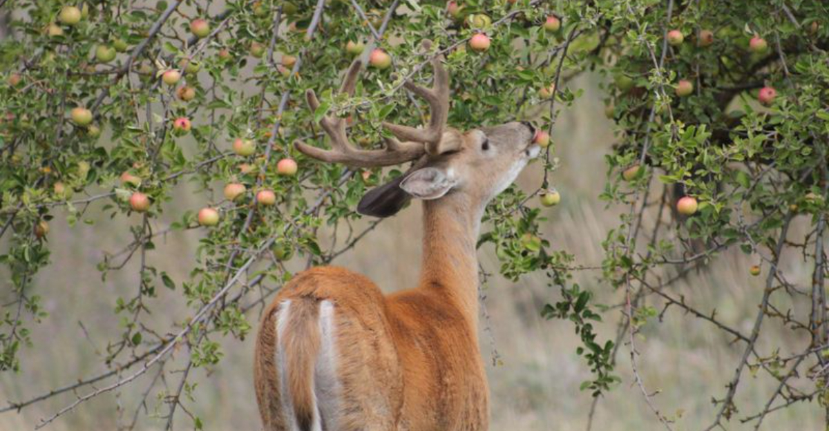 13 Scents Deer Can’t Stand And 5 They Love