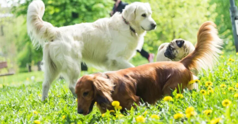 13 Small Dog Breeds That Get Along Great With Other Dogs