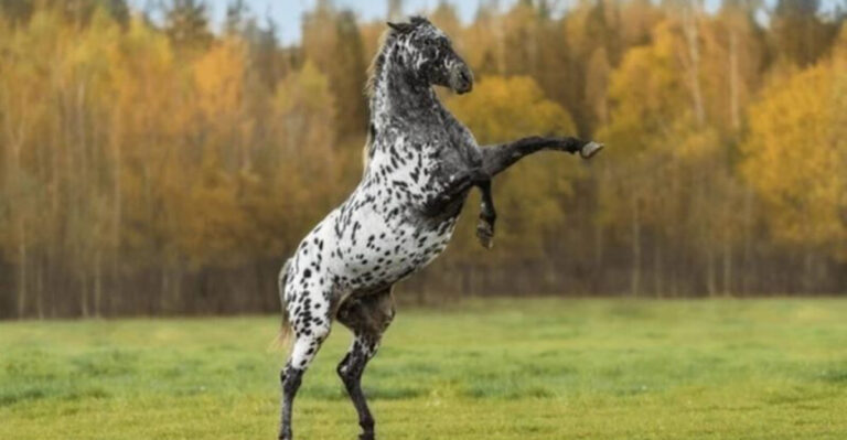 13 Stubborn Horse Breeds That Refuse To Be Tamed Easily