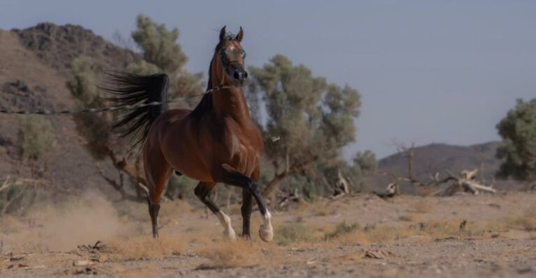 13 Stunning Horse Breeds With Stubborn Personalities To Match