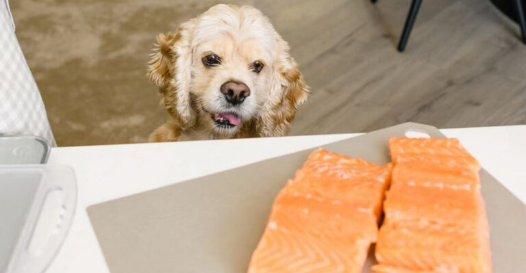 13 Superfoods To Keep Your Senior Dog’s Mind Sharp