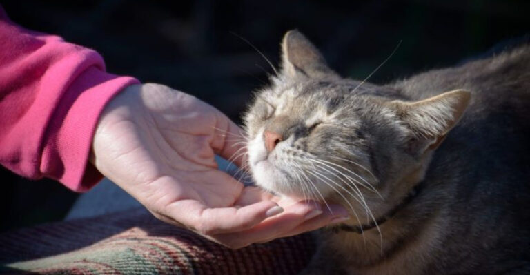 13 Surprising Emotional Reactions You’ll See In A Rescued Cat