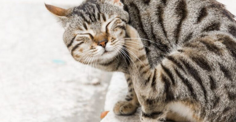 13 Things Every Cat Owner Oversees – According To Veterinarians