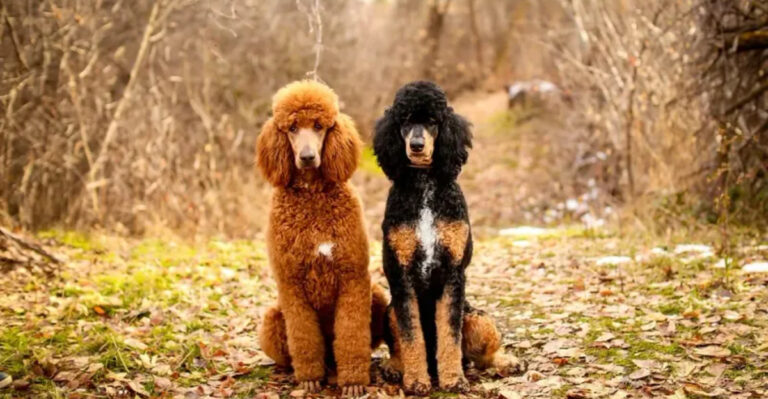 13 Things That Set The Poodle Apart From The Portuguese Water Dog