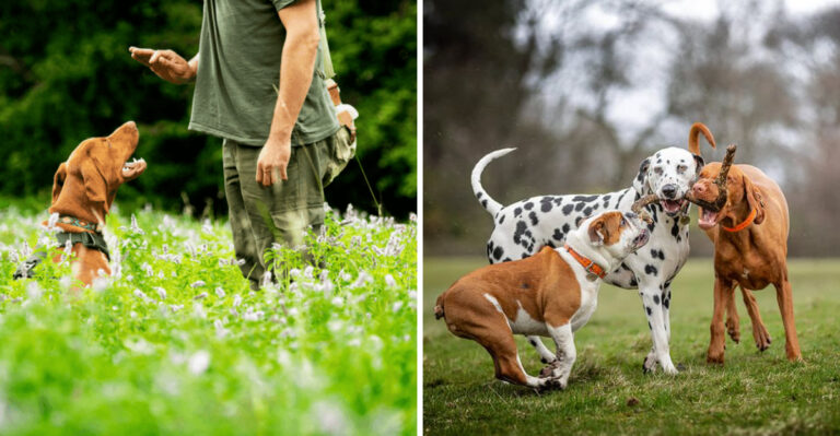 13 Tips For Encouraging Your Dog To Be More Sociable And Friendly