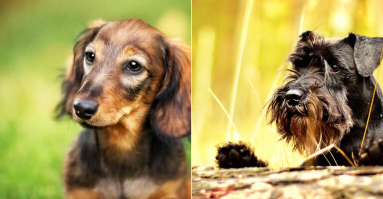 13 Traits That Distinguish The Dachshund From The Miniature Schnauzer