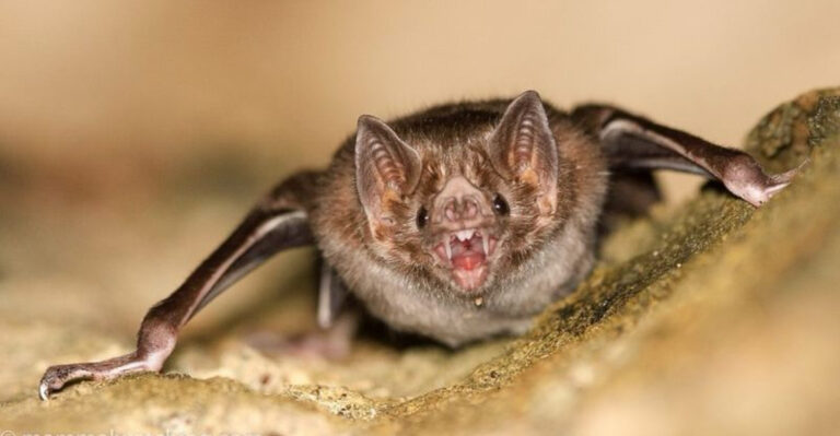 13 Venomous Mammals That Might Surprise You