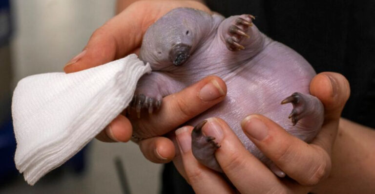 14 Adorable Animals That Spawn Terrifying Babies