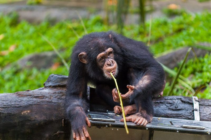 Tool-Making Masters With Opposable Thumbs